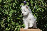 WESTIE 157